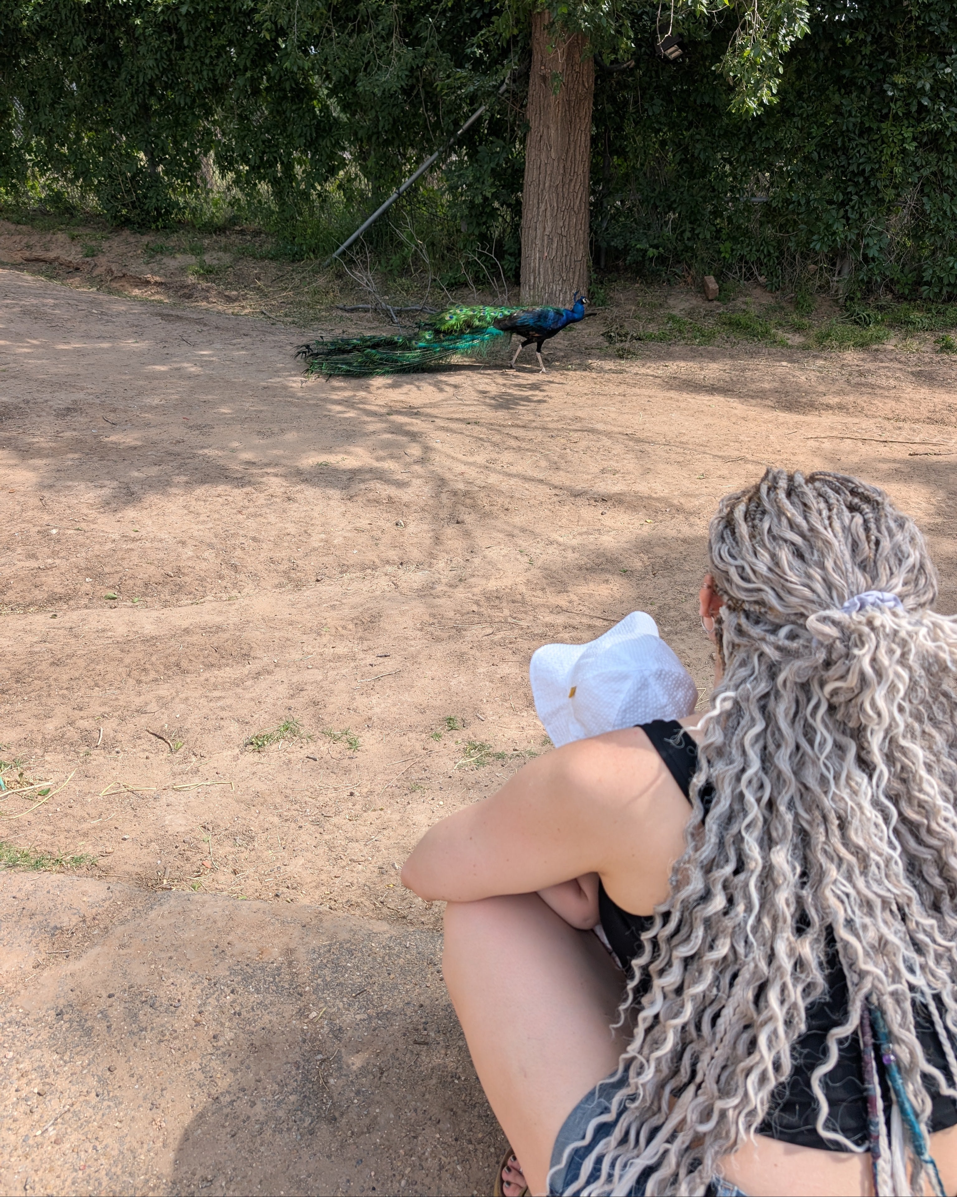Person with Venus Long Wavy braid-in hair extensions in Smokey Amber color  sitting on the ground next to a peacock in an outdoor setting.